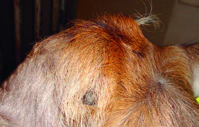 cowhorns-11.jpg