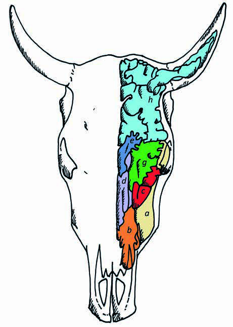 cowhorns-14.jpg