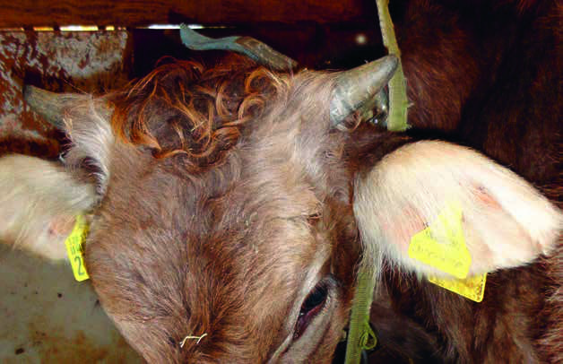 cowhorns-15.jpg