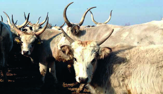 cowhorns-2.jpg