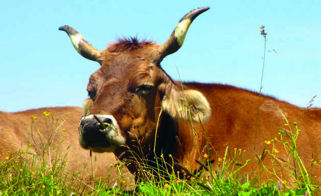 cowhorns-25.jpg