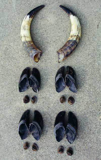 cowhorns-27.jpg
