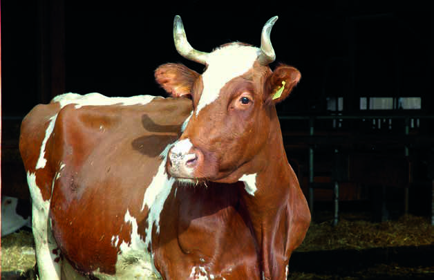cowhorns-28.jpg
