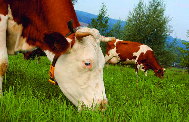cowhorns-29.jpg