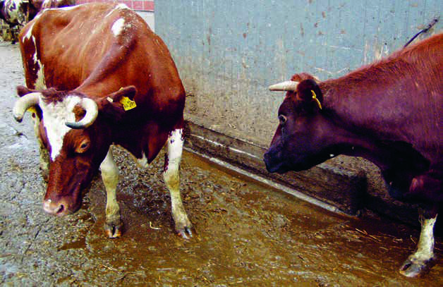 cowhorns-30.jpg