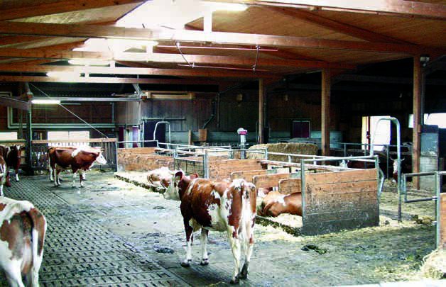 cowhorns-31.jpg