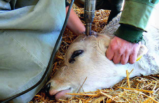 cowhorns-33.jpg