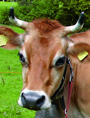 cowhorns-35.jpg