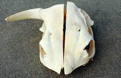 cowhorns-36.jpg