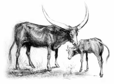 cowhorns-4.jpg