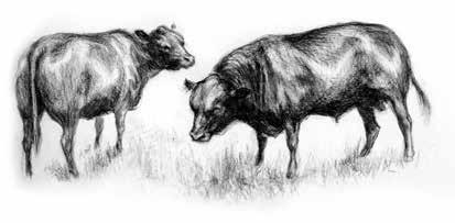 cowhorns-4B.jpg