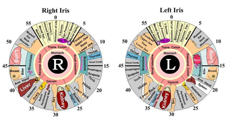 iridology_leftvsright1.jpg